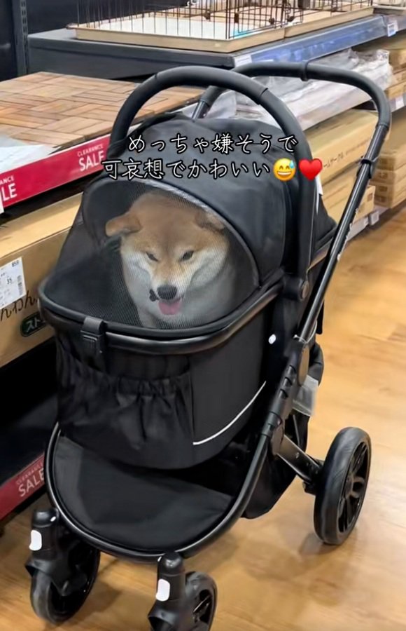 狭そうなりんちゃん