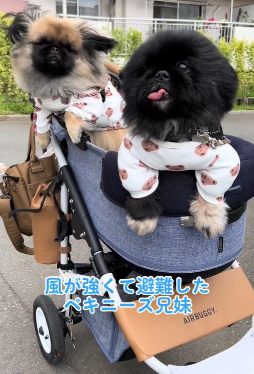 いつまでも仲良く暮らしてね♪