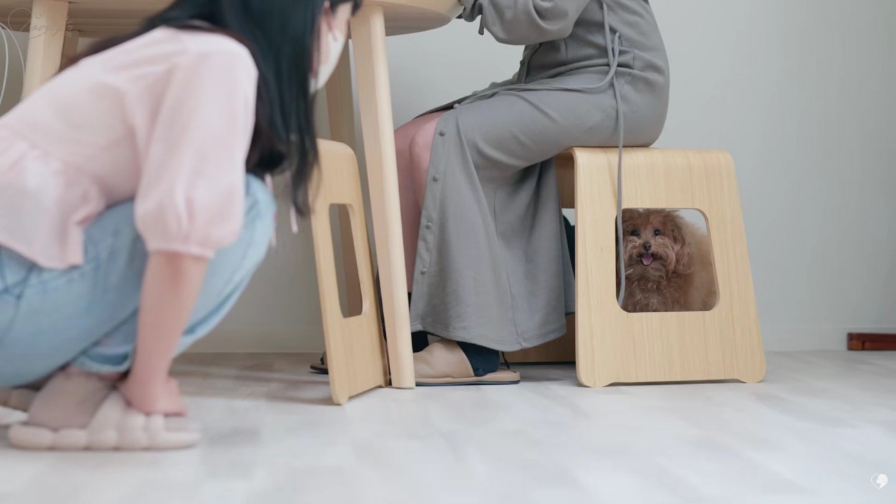 モサモサのトイプードルがご来店