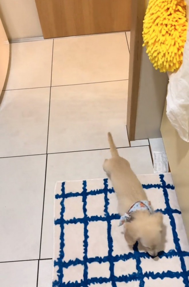 飼い主さんを見つけた子犬