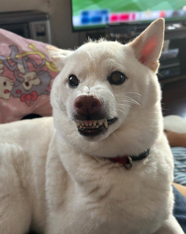 怒っているときのゆき丸ちゃん