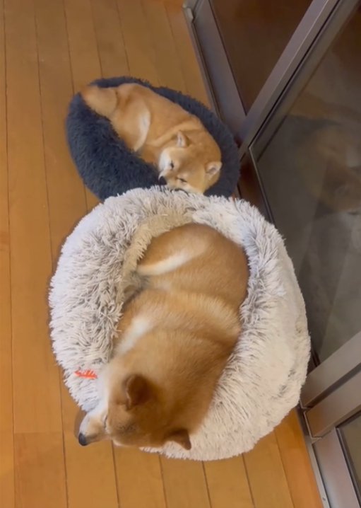 寝ている2匹の犬