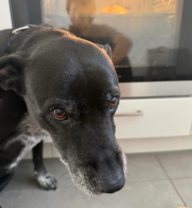 オーブンの前に座り込んだ