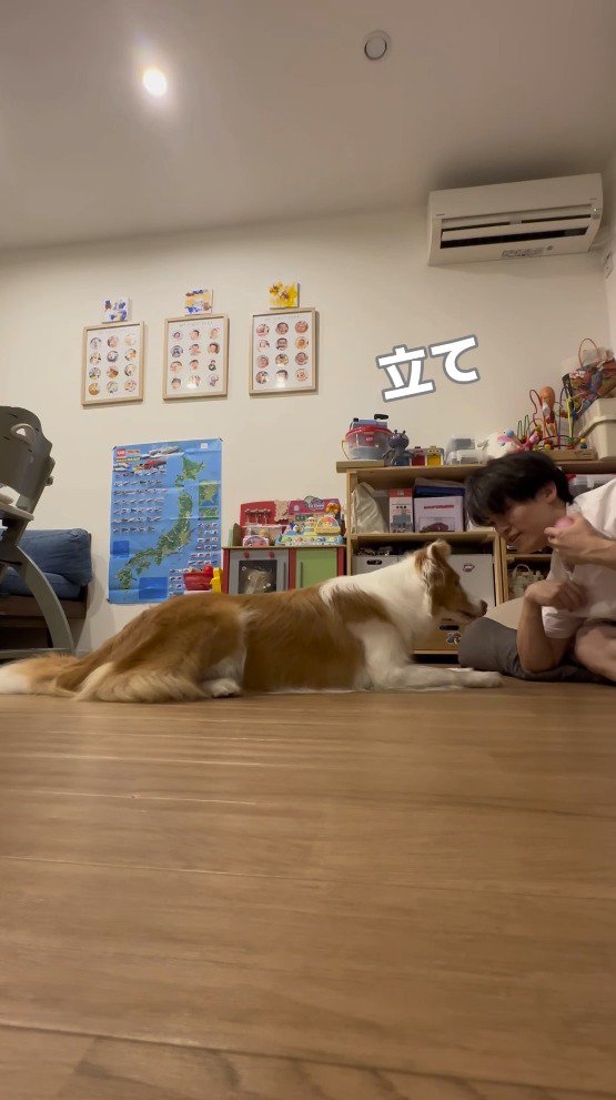 犬に「立て」と言う飼い主
