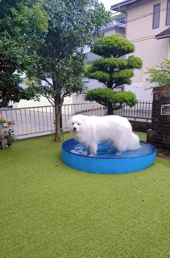 飼い主さんを見るミントくん
