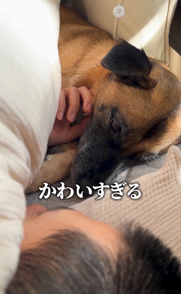 ベッドの中でウトウトする犬