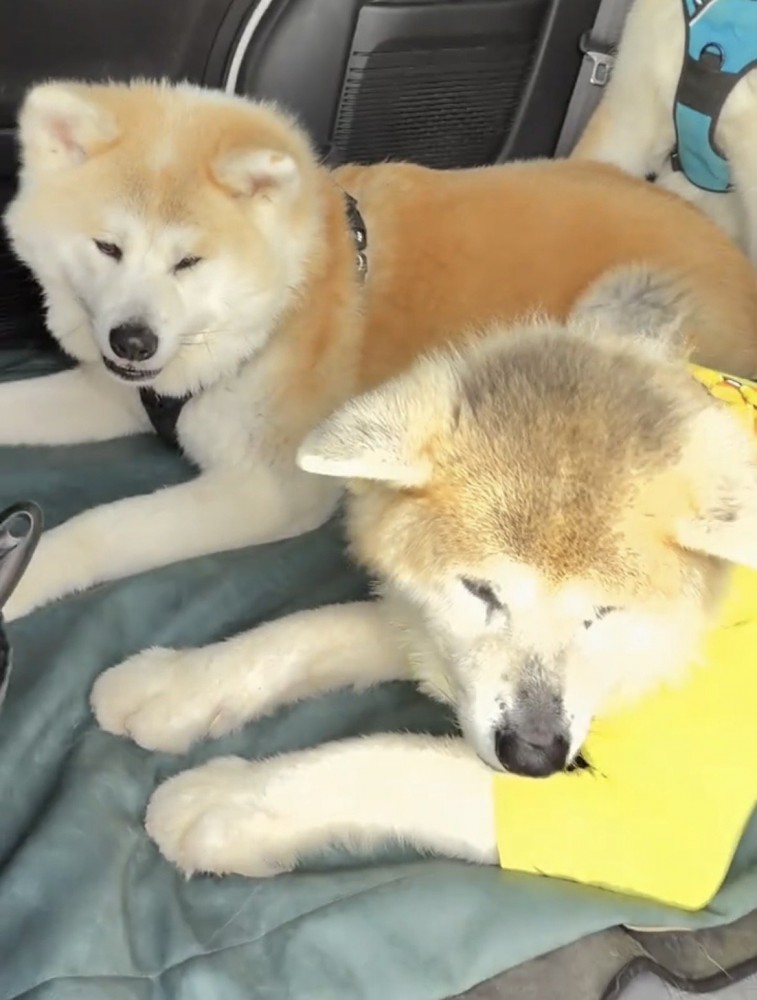 並んで伏せる犬たち
