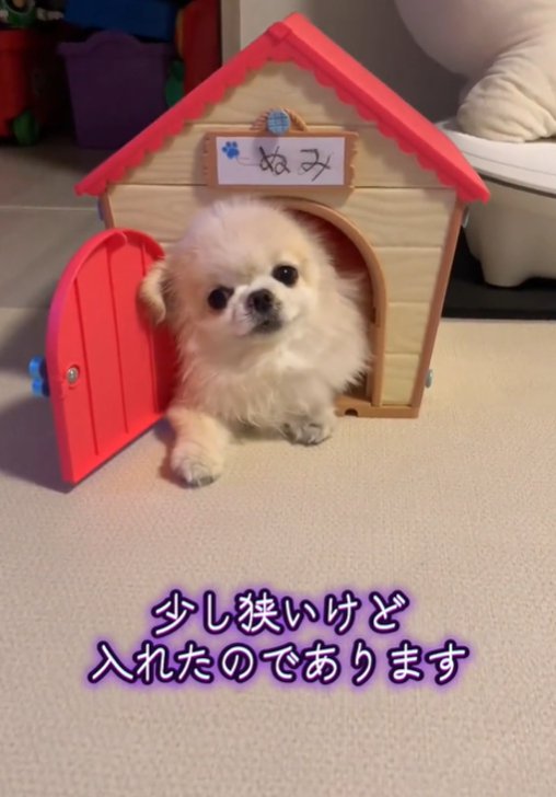 家から顔を出す犬