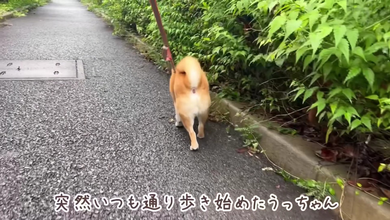 動物病院に連れて行くことに