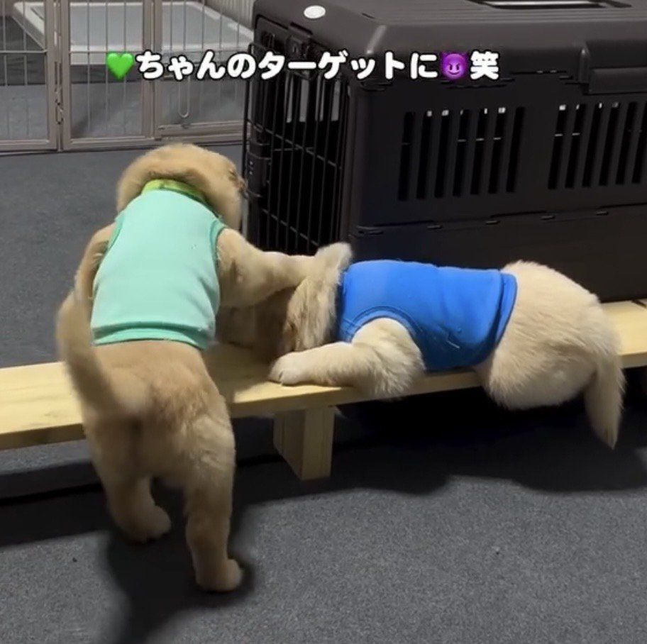 前足を伸ばしてちょっかいを出す子犬