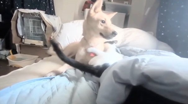 お腹を見せるパンダちゃん