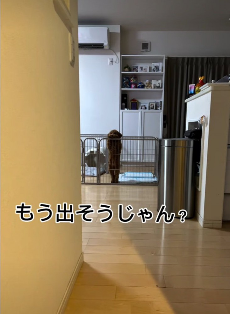 柵に前足をつくトイプードル