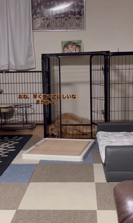 お姉ちゃん帰宅時のこむぎちゃん4