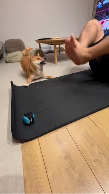 飼い主の足に向かって怒る犬