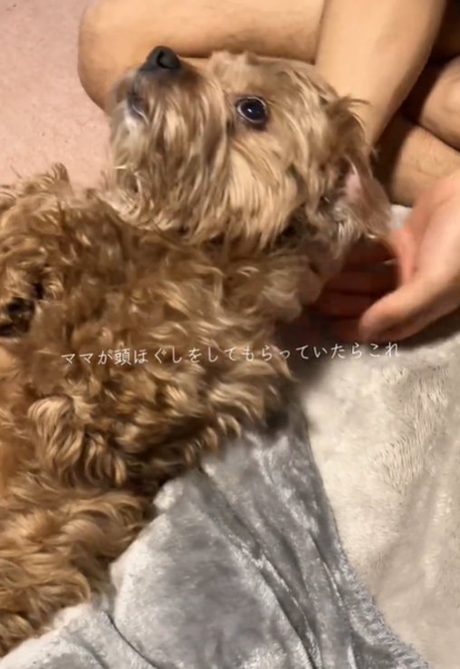 上を見る犬2