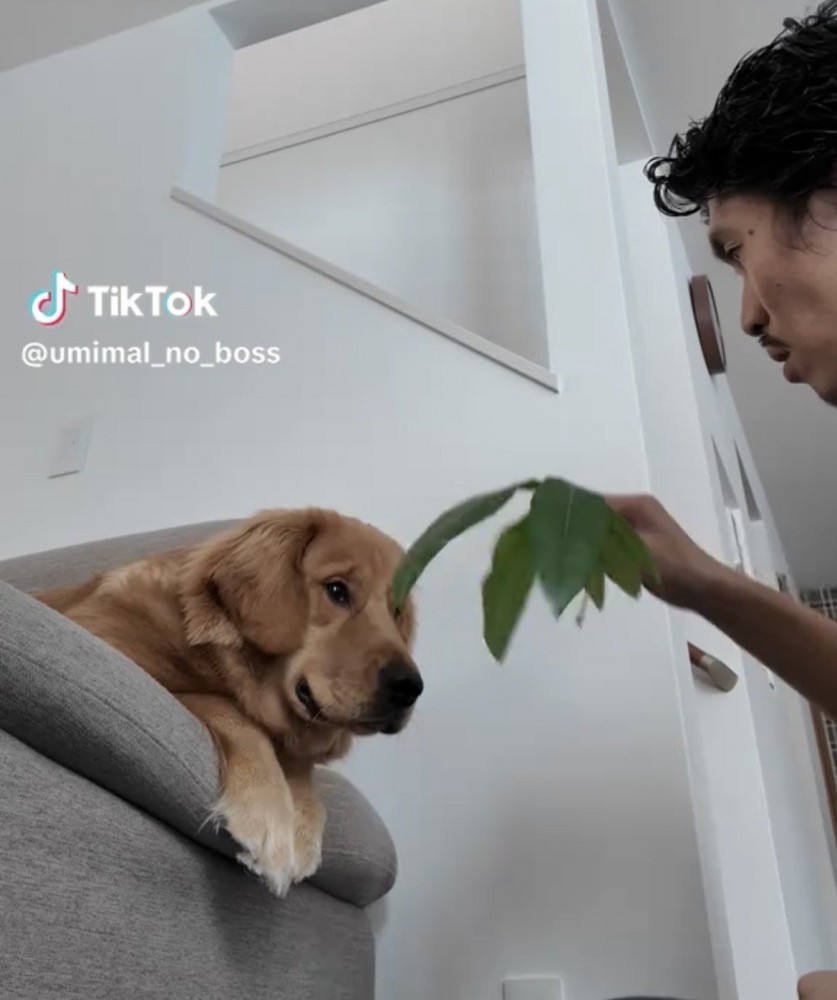 葉っぱを見せられる犬