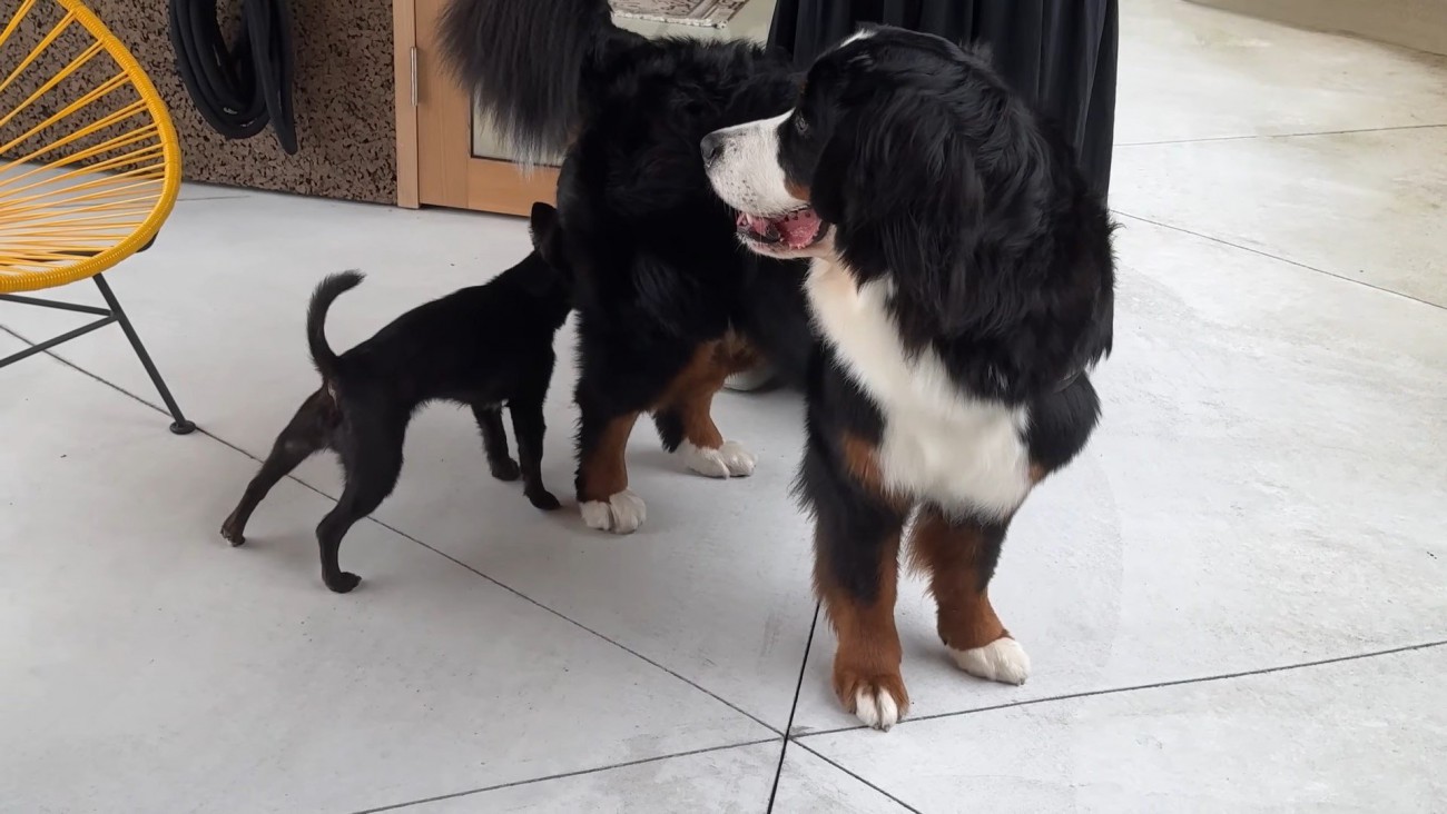 どんちゃんとジジくんのふれあい