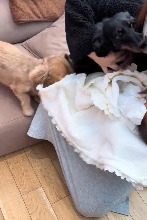 赤ちゃんとワンコ2匹の初対面2