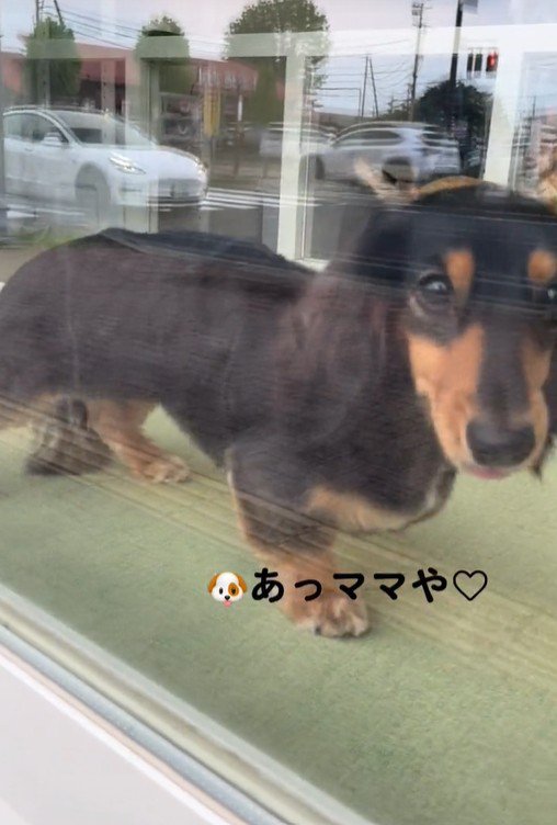 ママがお迎えに来た時のコロンちゃん7