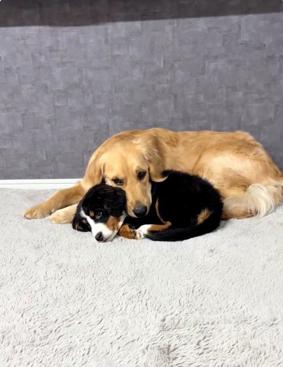 リラックスする2匹