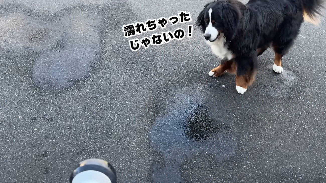 「濡れちゃったじゃない！」とご不満顔