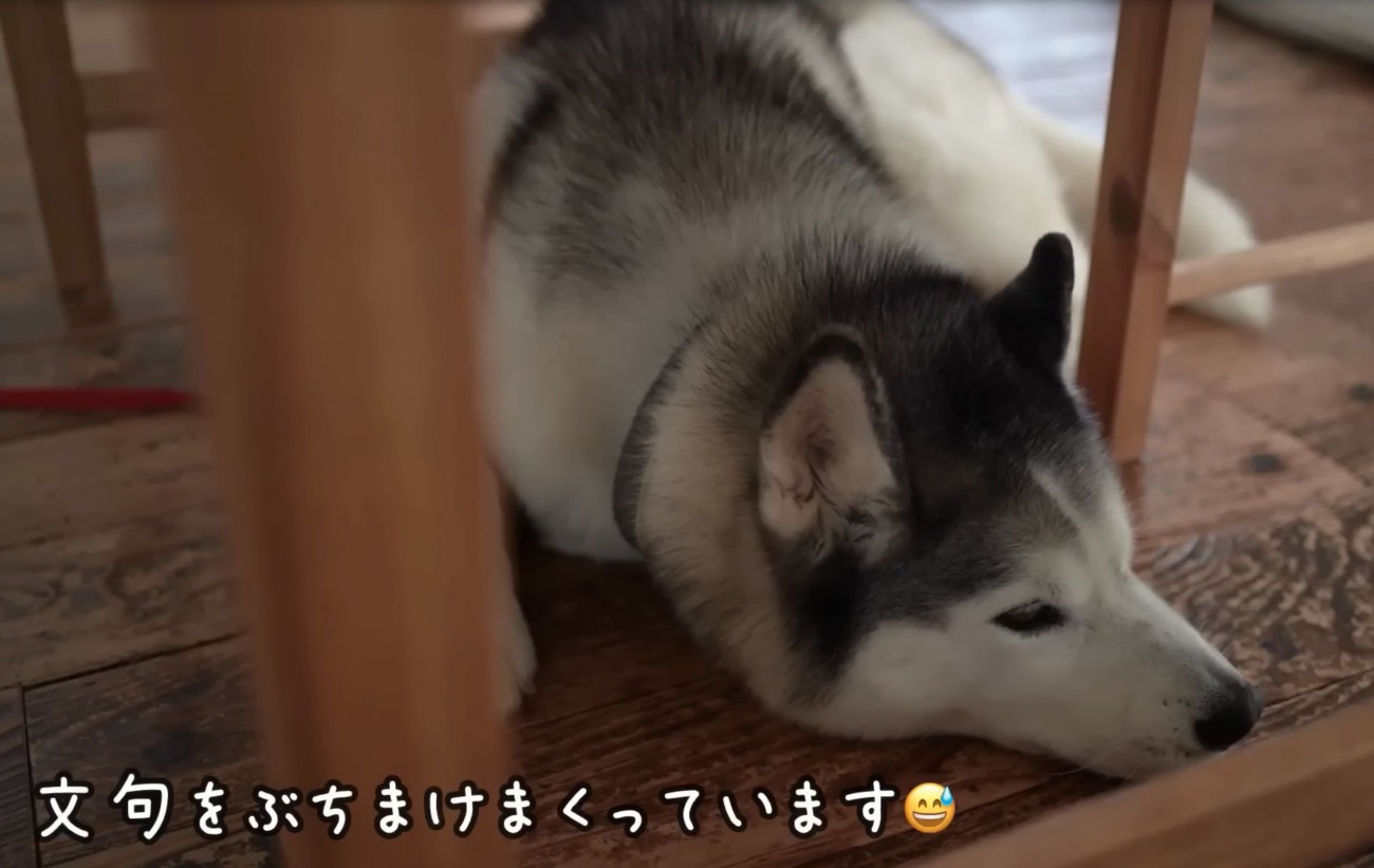 不満そうな犬