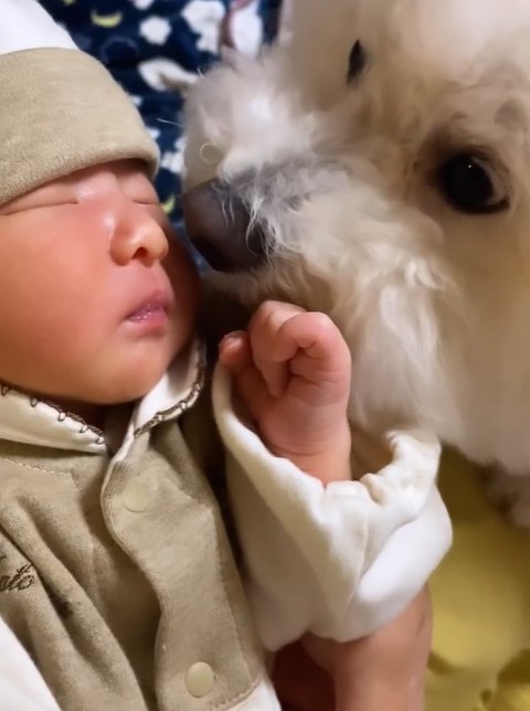 新生児を見つめる小型犬