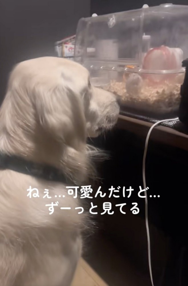 何か喋ってそうな2匹