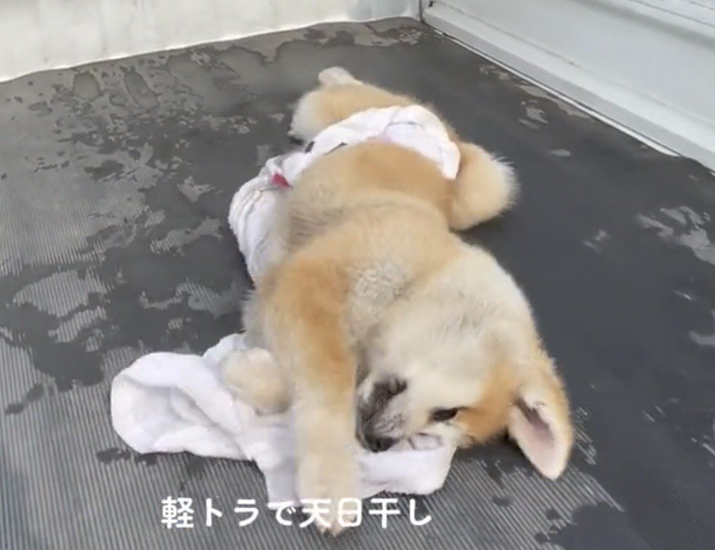 荷台でひっくり返る犬