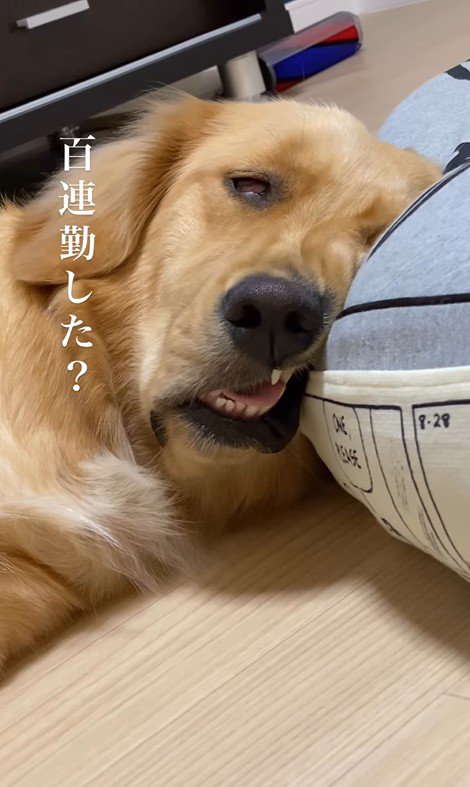 モコちゃんのまさかの表情3