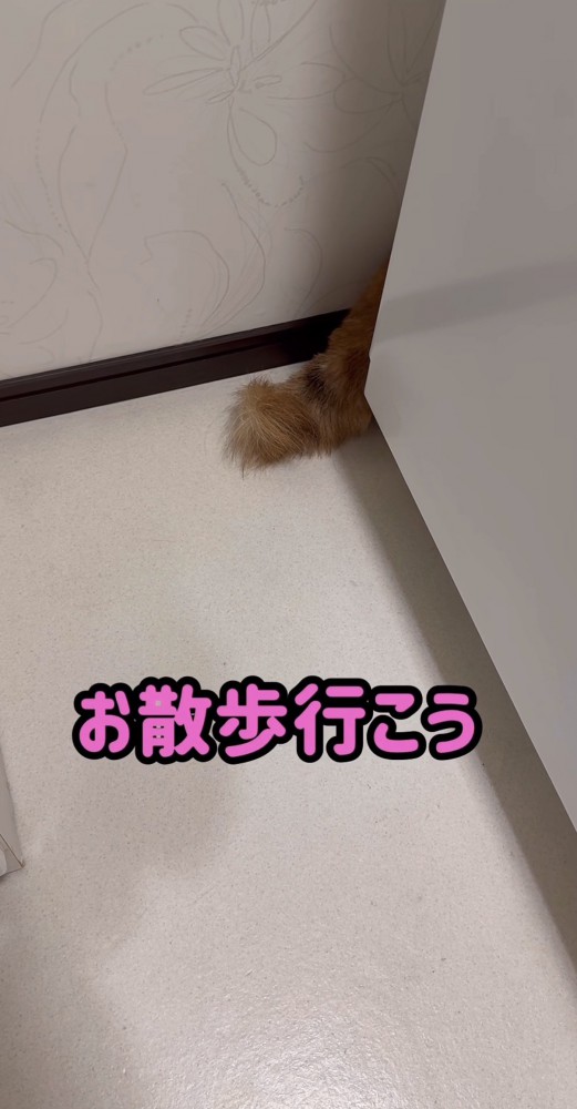 洗濯機の裏から出ている尻尾「お散歩行こう」