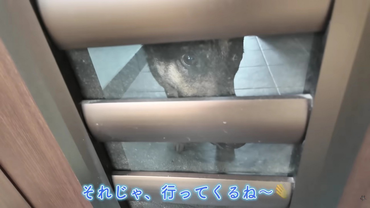 お留守番の維桜ちゃん