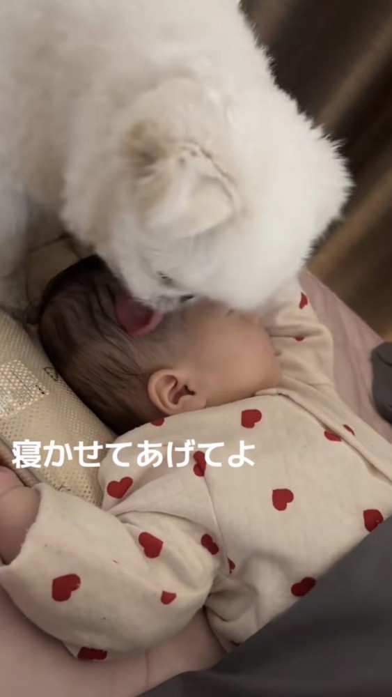 赤ちゃんの髪の毛を舐める犬