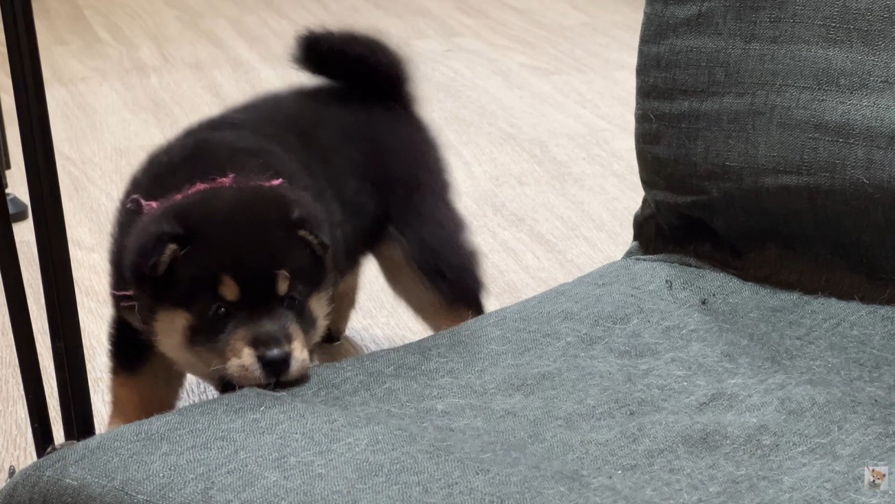 さっそくイタズラに夢中