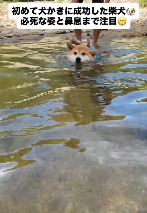 初めて犬かきする柴犬
