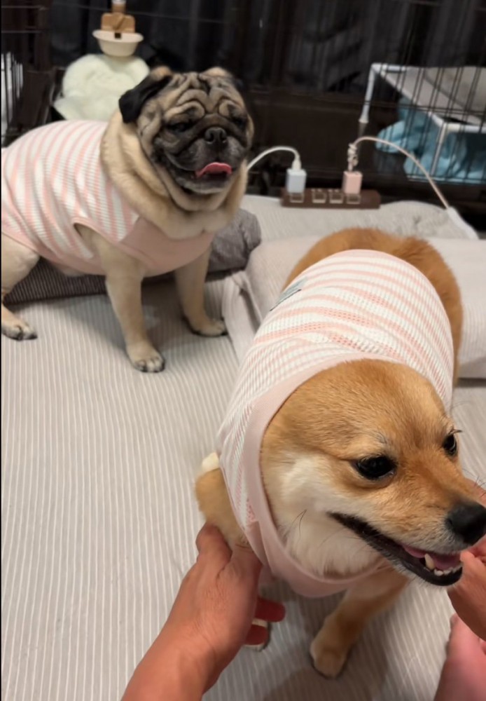 話を聞く2匹の犬