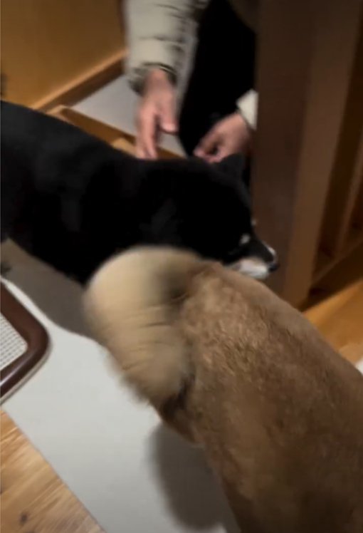 なでられる黒い犬