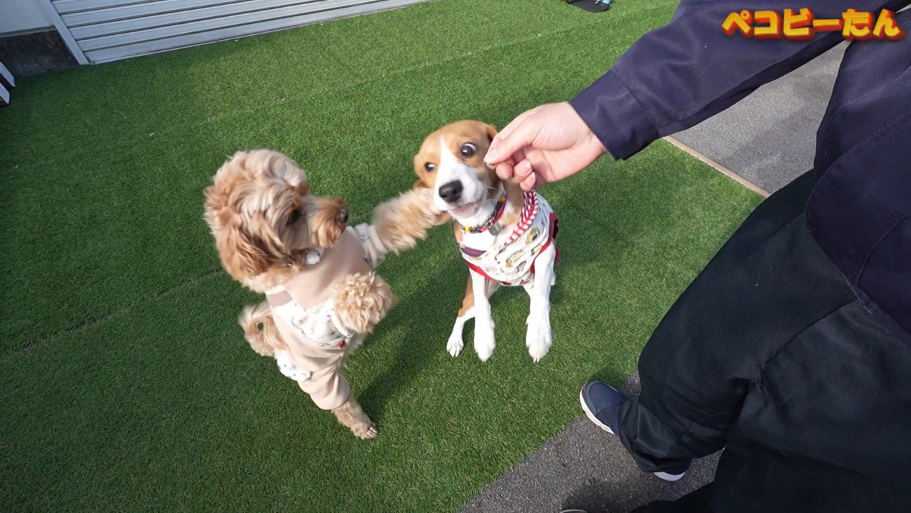 仕返しにパンチ！