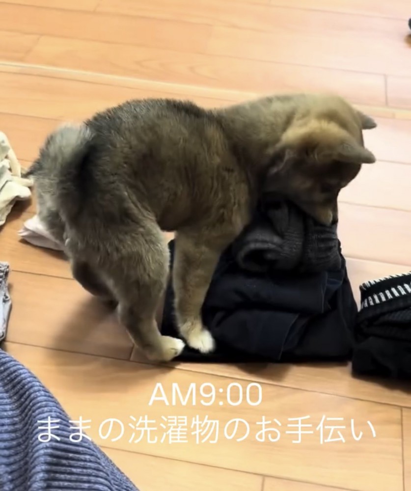 畳まれた服を咥える子犬