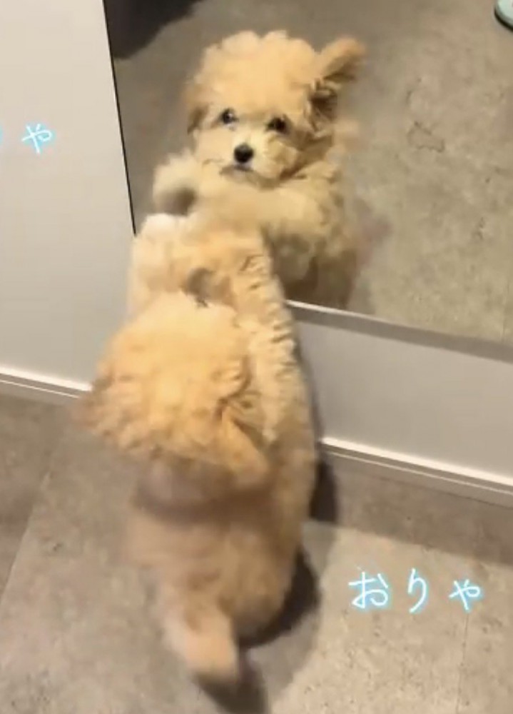 鏡をひっかく犬