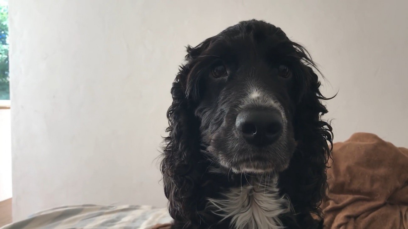 サイレンが鳴った時のルークくん9