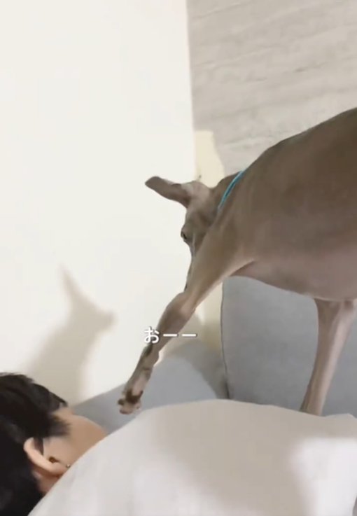 前足を近づける犬2