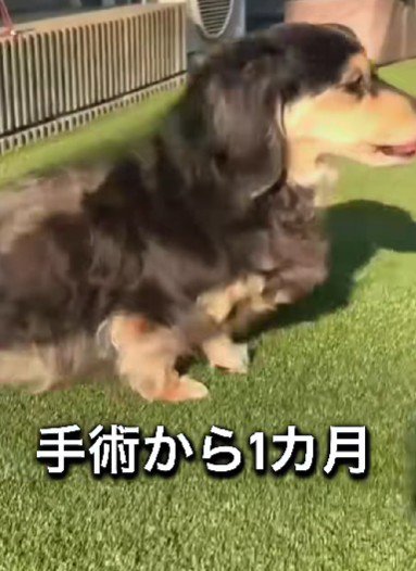 手術から約1か月後