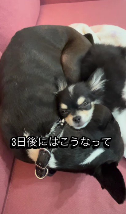 人懐こいりくちゃんに…