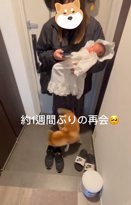 クルクル回るおもちくん