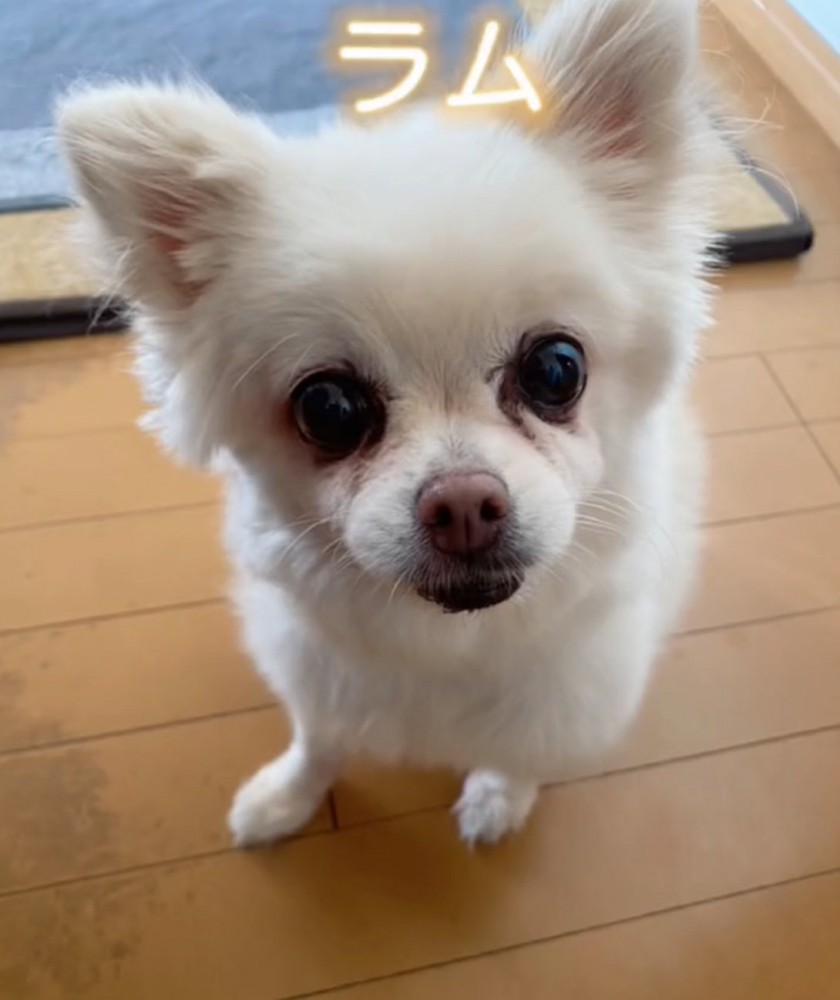 見上げるシニア犬