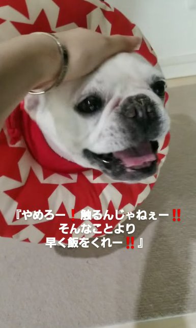 撫でられて笑顔のフレンチブルドッグ