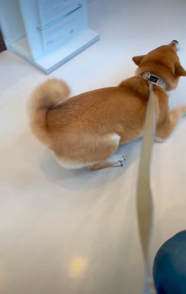 跳ねながら前進する柴犬2