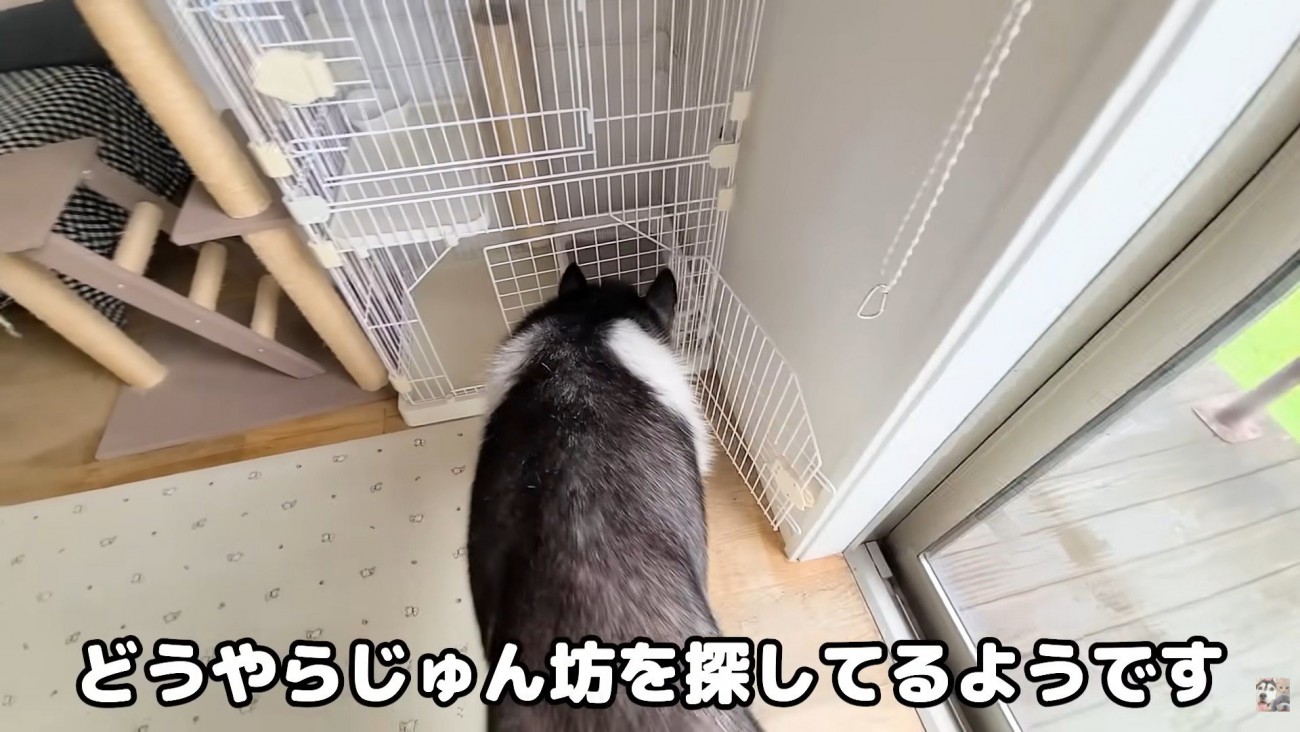 じゅんちゃんのケージを確認