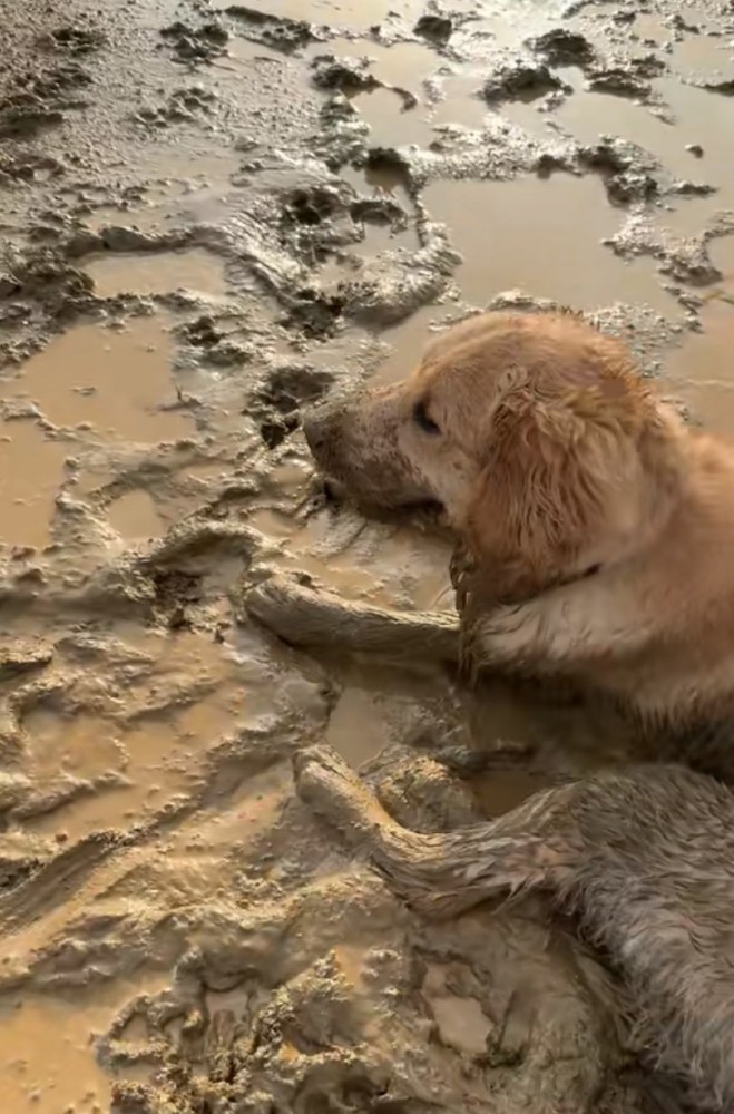 泥の中でくつろぐ大型犬